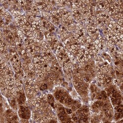 Invitrogen KIAA1680 Polyclonal Antibody 100 &mu;L; Unconjugated:Antibodies,