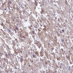 Invitrogen MVB12A Polyclonal Antibody 100 &mu;L; Unconjugated:Antibodies,