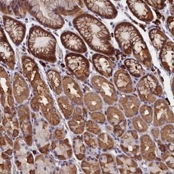 Invitrogen HN1L Polyclonal Antibody 100 &mu;L; Unconjugated:Antibodies,