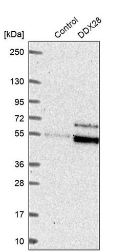 Invitrogen DDX28 Polyclonal Antibody 100 &mu;L; Unconjugated:Antibodies,