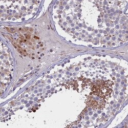Invitrogen PDILT Polyclonal Antibody 100 &mu;L; Unconjugated:Antibodies,