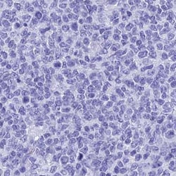 Invitrogen TEX101 Polyclonal Antibody 100 &mu;L; Unconjugated:Antibodies,