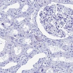 Invitrogen TEX101 Polyclonal Antibody 100 &mu;L; Unconjugated:Antibodies,