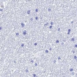 Invitrogen TEX101 Polyclonal Antibody 100 &mu;L; Unconjugated:Antibodies,