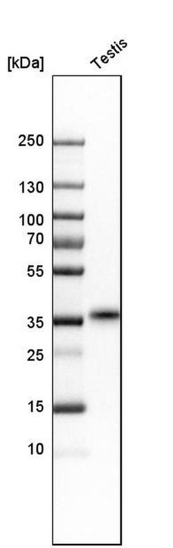 Invitrogen TEX101 Polyclonal Antibody 100 &mu;L; Unconjugated:Antibodies,