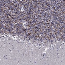 Invitrogen C15orf27 Polyclonal Antibody 100 &mu;L; Unconjugated:Antibodies,