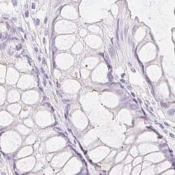 Invitrogen SPACA4 Polyclonal Antibody 100 &mu;L; Unconjugated:Antibodies,