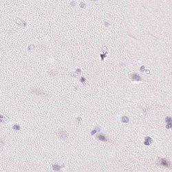 Invitrogen SPACA4 Polyclonal Antibody 100 &mu;L; Unconjugated:Antibodies,