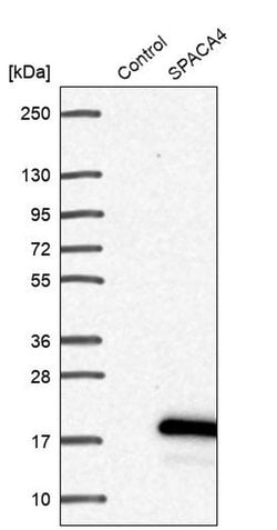 Invitrogen SPACA4 Polyclonal Antibody 100 &mu;L; Unconjugated:Antibodies,