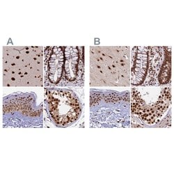 Invitrogen FAM103A1 Polyclonal Antibody 100 &mu;L; Unconjugated:Antibodies,