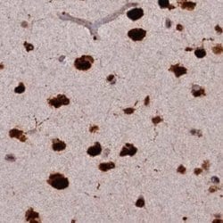Invitrogen FAM103A1 Polyclonal Antibody 100 &mu;L; Unconjugated:Antibodies,
