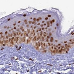 Invitrogen FAM103A1 Polyclonal Antibody 100 &mu;L; Unconjugated:Antibodies,