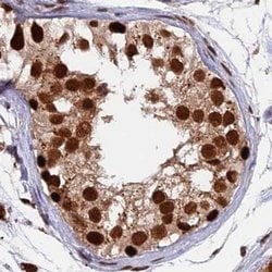 Invitrogen FAM103A1 Polyclonal Antibody 100 &mu;L; Unconjugated:Antibodies,