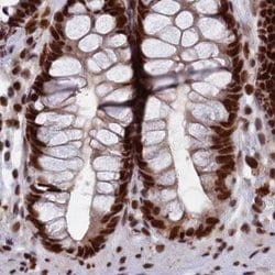 Invitrogen FAM103A1 Polyclonal Antibody 100 &mu;L; Unconjugated:Antibodies,