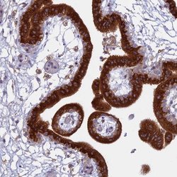Invitrogen TMEM208 Polyclonal Antibody 100 &mu;L; Unconjugated:Antibodies,