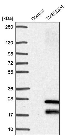 Invitrogen TMEM208 Polyclonal Antibody 100 &mu;L; Unconjugated:Antibodies,