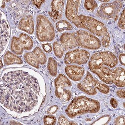 Invitrogen DOHH Polyclonal Antibody 100 &mu;L; Unconjugated:Antibodies,