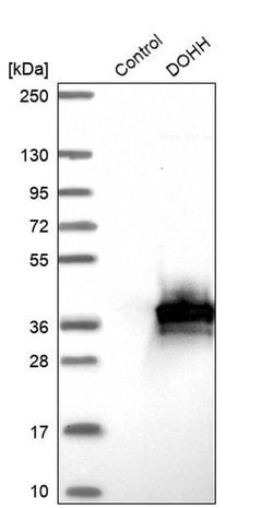 Invitrogen DOHH Polyclonal Antibody 100 &mu;L; Unconjugated:Antibodies,