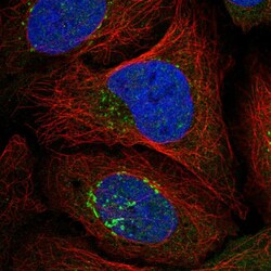Invitrogen RASGRF1 Polyclonal Antibody 100 &mu;L; Unconjugated:Antibodies,