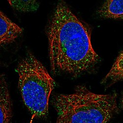Invitrogen FUK Polyclonal Antibody 100 &mu;L; Unconjugated:Antibodies,