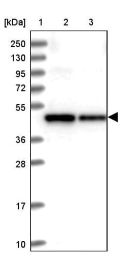 Invitrogen SDS3 Polyclonal Antibody 100 &mu;L; Unconjugated:Antibodies,