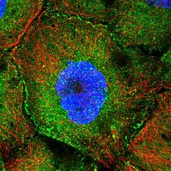 Invitrogen CCDC8 Polyclonal Antibody 100 &mu;L; Unconjugated:Antibodies,