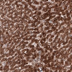 Invitrogen C19orf66 Polyclonal Antibody 100 &mu;L; Unconjugated:Antibodies,