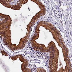 Invitrogen NXNL1 Polyclonal Antibody 100 &mu;L; Unconjugated:Antibodies,