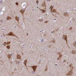 Invitrogen BRUNOL5 Polyclonal Antibody 100 &mu;L; Unconjugated:Antibodies,