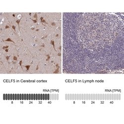 Invitrogen BRUNOL5 Polyclonal Antibody 100 &mu;L; Unconjugated:Antibodies,