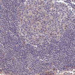 Invitrogen BRUNOL5 Polyclonal Antibody 100 &mu;L; Unconjugated:Antibodies,