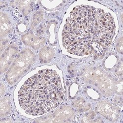 Invitrogen MIDN Polyclonal Antibody 100 &mu;L; Unconjugated:Antibodies,