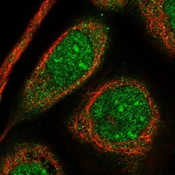 Invitrogen HEATR5B Polyclonal Antibody 100 &mu;L; Unconjugated:Antibodies,