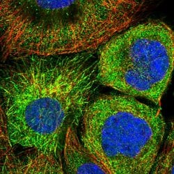 Invitrogen C15orf23 Polyclonal Antibody 100 &mu;L; Unconjugated:Antibodies,