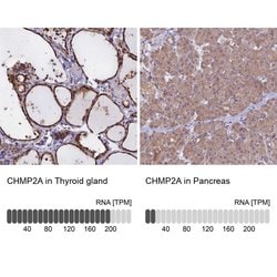 Invitrogen CHMP2A Polyclonal Antibody 100 &mu;L; Unconjugated:Antibodies,