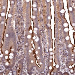 Invitrogen TMC5 Polyclonal Antibody 100 &mu;L; Unconjugated:Antibodies,