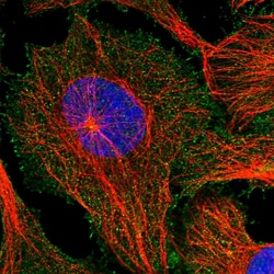 Invitrogen Filensin Polyclonal Antibody 100 &mu;L; Unconjugated:Antibodies,
