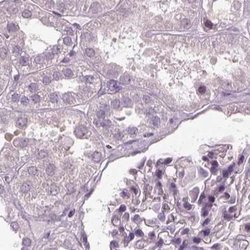 Invitrogen Filensin Polyclonal Antibody 100 &mu;L; Unconjugated:Antibodies,