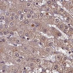 Invitrogen NAE1 Polyclonal Antibody 100 &mu;L; Unconjugated:Antibodies,