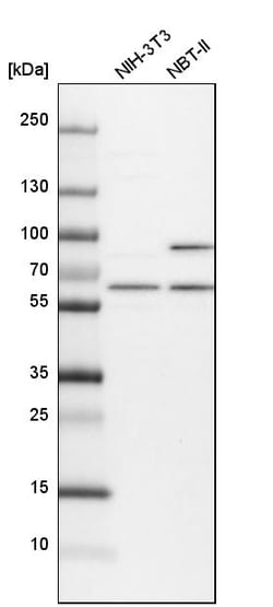 Invitrogen NAE1 Polyclonal Antibody 100 &mu;L; Unconjugated:Antibodies,