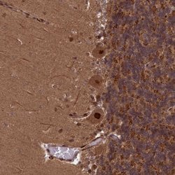 Invitrogen NAE1 Polyclonal Antibody 100 &mu;L; Unconjugated:Antibodies,