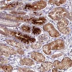 Invitrogen OCEL1 Polyclonal Antibody 100 &mu;L; Unconjugated:Antibodies,