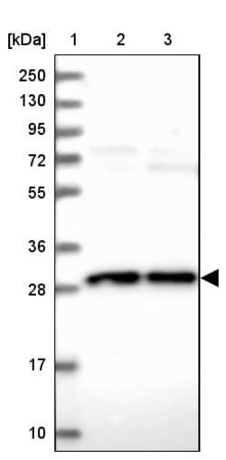 Invitrogen OCEL1 Polyclonal Antibody 100 &mu;L; Unconjugated:Antibodies,