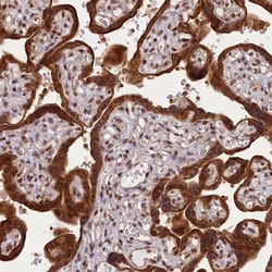 Invitrogen CARD8 Polyclonal Antibody 100 &mu;L; Unconjugated:Antibodies,