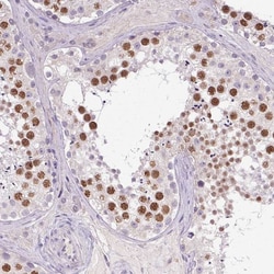 Invitrogen SYCE2 Polyclonal Antibody 100 &mu;L; Unconjugated:Antibodies,
