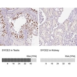 Invitrogen SYCE2 Polyclonal Antibody 100 &mu;L; Unconjugated:Antibodies,