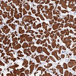 Invitrogen FBXW9 Polyclonal Antibody 100 &mu;L; Unconjugated:Antibodies,