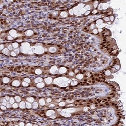 Invitrogen FAM118B Polyclonal Antibody 100 &mu;L; Unconjugated:Antibodies,
