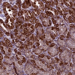 Invitrogen MRPS34 Polyclonal Antibody 100 &mu;L; Unconjugated:Antibodies,