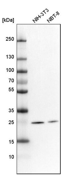 Invitrogen MRPS34 Polyclonal Antibody 100 &mu;L; Unconjugated:Antibodies,